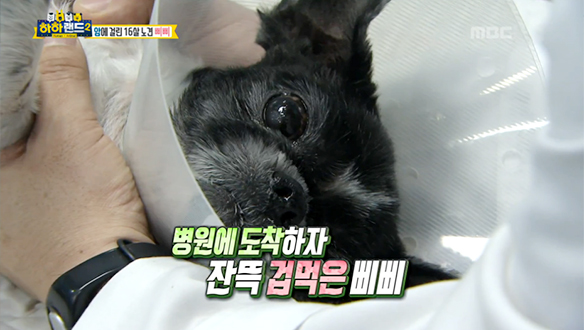 노견 '삐삐'의 유방암 선고, 허락된 찰나의 시간들을 어찌 보내면 좋을까 클립 이미지