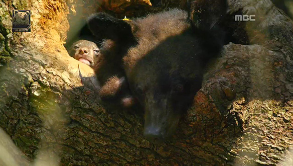 올무곰에게 찾아온 기적