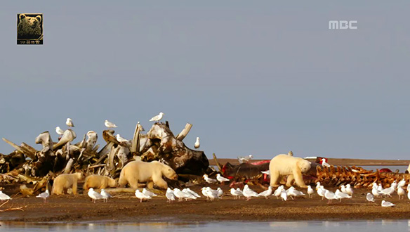 고래의 무덤에서 겨울을 보내는 북극곰들