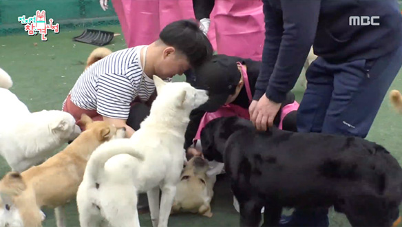 나랑 놀아주개♡  대형견들의 애교 공격 & 카메라를 덥석! 클립 이미지