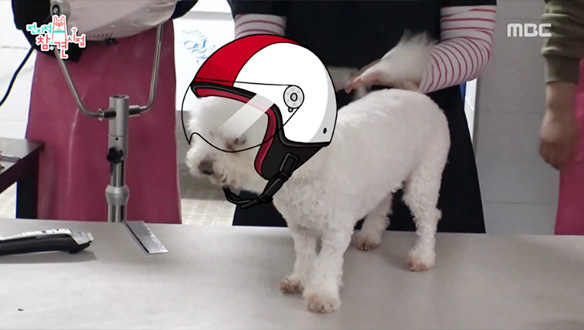 미용과 목욕까지 풀코스로 모십니다~ 광복이 동생이 여기 있네? 클립 이미지