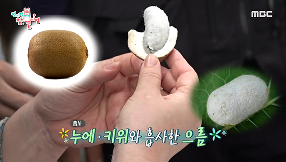 생소한 비주얼의 자연산 으름, 무슨 맛일까?