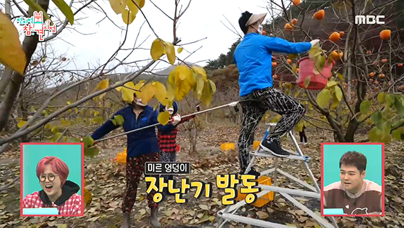 방패밀리 삼남매는 감 따는 방법도 극과 극 클립 이미지