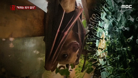 [특별판 2020-02-27] 박쥐는 죄가 없다, 탐욕이 부른 ‘코로나’ 