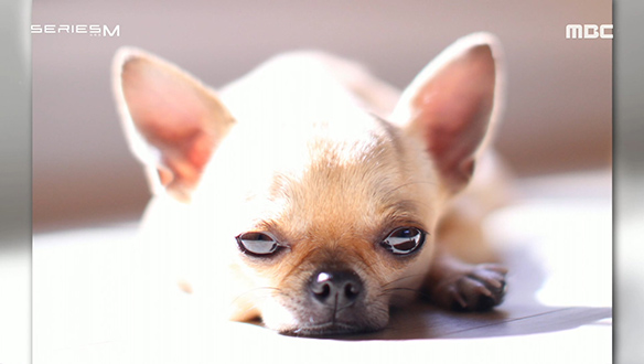 펫로스의 아픔은 크지만 함께해서 좋았으니까 클립 이미지