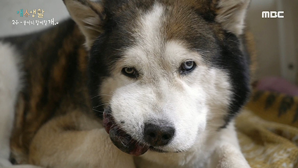 암에 걸린 대박이 수술하면 나아질까? 클립 이미지