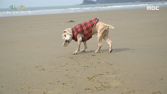 어느 날 또 쓰러지고 아플지라도 소중한 내 반려견 클립 이미지