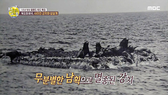 일본에 의해 학살당한 강치와 삽살개 클립 이미지