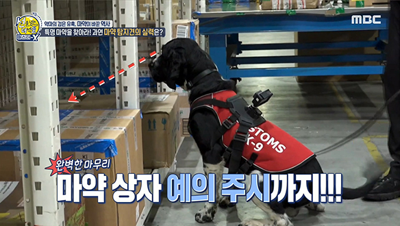 인천세관 에이스! 마약 탐지견 알파의 실력은?