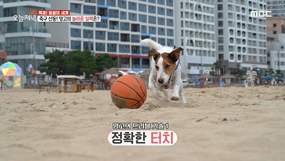 광안리의 손흥민! 모래축구 천재견 '망고'