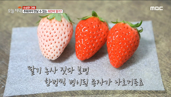 추워져야 만날 수 있는 '하얀색 딸기' 클립 이미지