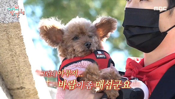 반려견 모카(14살) 덕분에 텐션 UP 된 이학주 클립 이미지