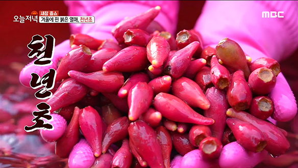 겨울에 핀 붉은 열매♧ 토종 선인장 '천년초' 클립 이미지