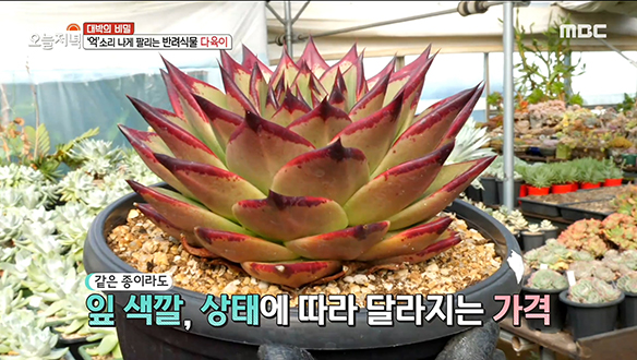 다양한 종류만큼 가격도 천차만별?! 신비로운 다육 식물의 세계♧ 클립 이미지