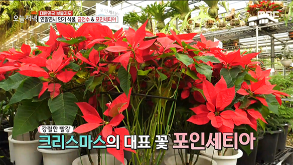 연말연시 인기 식물♧ '금전수' & '포인세티아'