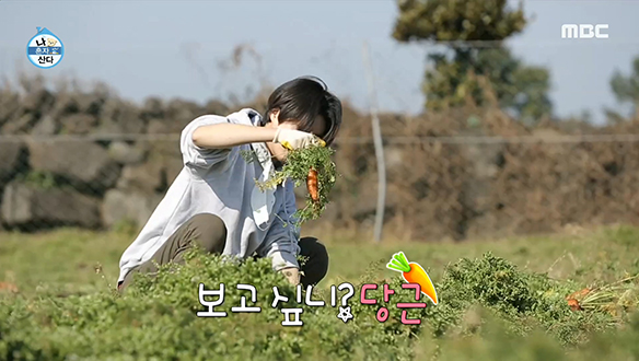 <체험! 삶의 현장> 뺨치는 제주도 당근 뽑기 노동 클립 이미지