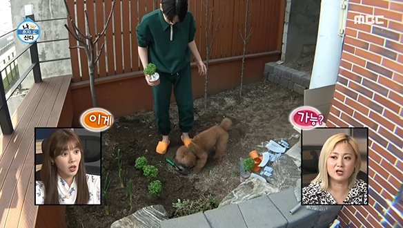 키 주부와 꼼데의 정성(?)으로 가꿔나가는 미니 텃밭♣ 클립 이미지