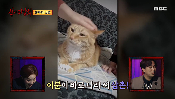 10년째 가족들과 함께 살고 있는 고양이 삼촌(?) 클립 이미지