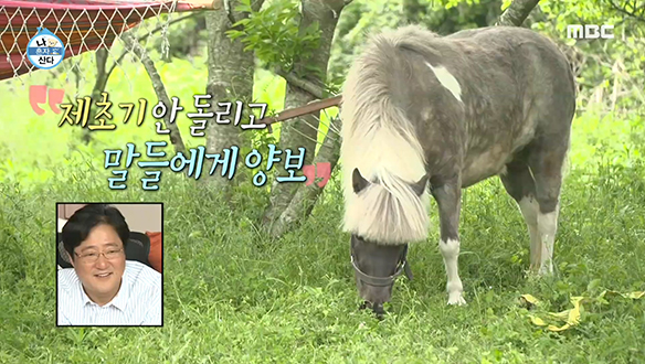 곽도원 집 앞마당 잡초는 먹성 좋은 말들에게 양보하세요~ 클립 이미지