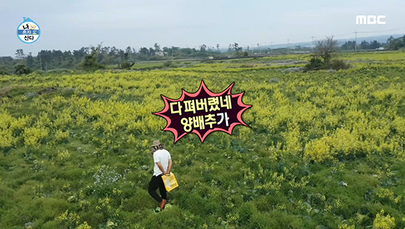 눈앞에 펼쳐진 노란 꽃밭, 그런데 유채꽃이 아니라 양배추 꽃?! 클립 이미지