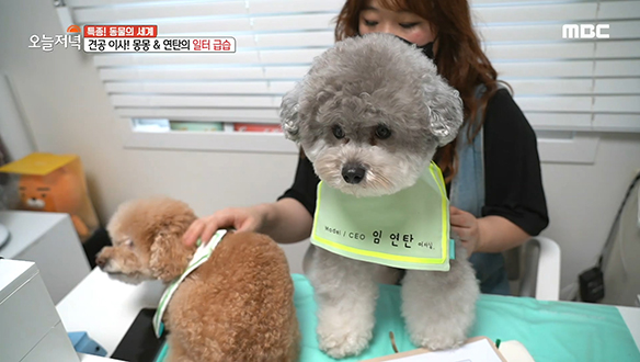 베테랑 모델견★ 몽몽 & 연탄 남매의 하루 일과는? 클립 이미지