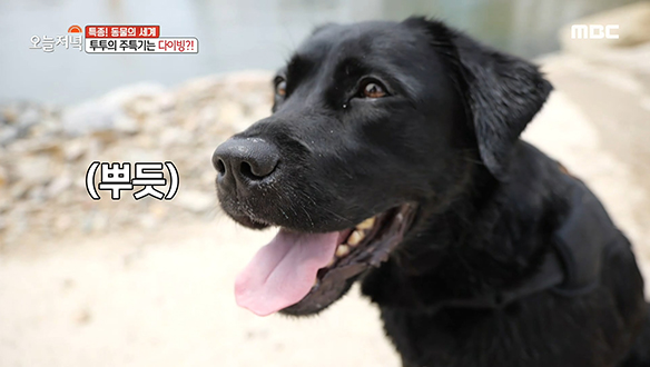 전국 수영대회 1위! 다이빙 천재견 투투 클립 이미지