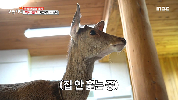 폭풍 사춘기! 사고뭉치 '사슴이'의 아슬아슬 홀로서기!