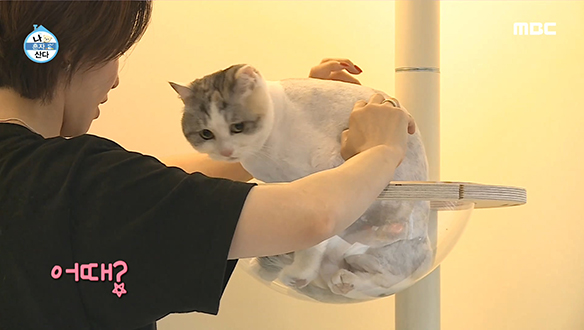 경반장의 야심작! 반려묘 호두를 위한 캣타워♧