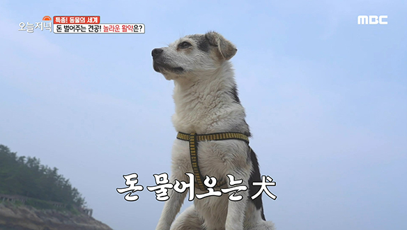 선유도 바다 지킴이! 돈 벌어주는 견공 '귀요미' 클립 이미지