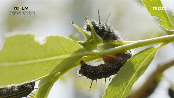 날개를 펼치기 위한 나비 애벌레들의 소리 없는 전쟁 클립 이미지