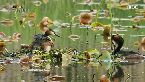 패자는 떠나고 승자는 남는 '뿔논병아리'들의 영역 싸움 클립 이미지