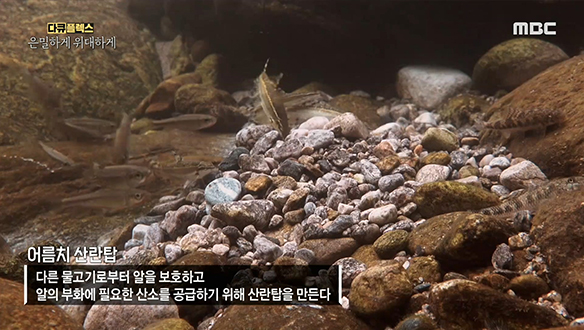 동강 여울목에 쌓아올린 '어름치'의 산란탑 클립 이미지