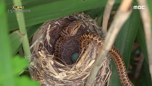 '붉은머리오목눈이'의 알을 노리는 포식자들 클립 이미지