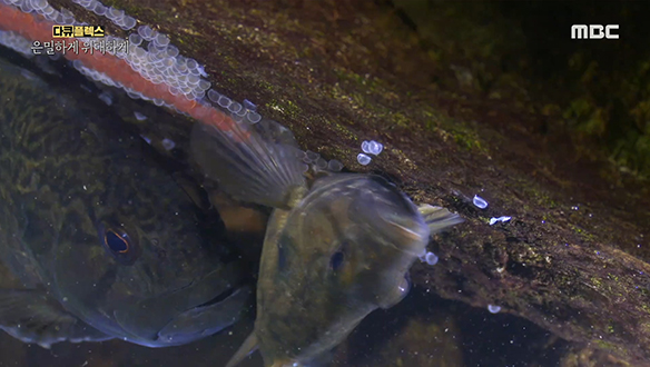 운일암반일암의 터줏대감 '꺽지'의 산란과정 클립 이미지