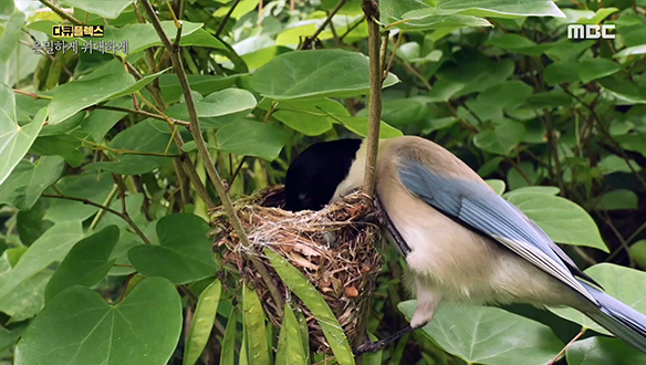 야생의 세계에서 나쁜 놈은 누구일까? 클립 이미지