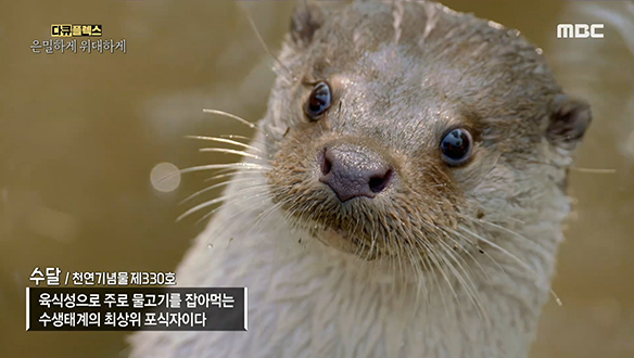 물고기들의 천적! 타고난 사냥꾼 '수달' 클립 이미지