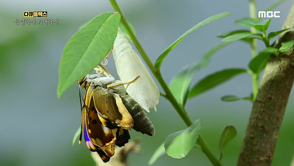 그들만의 생존방식으로 살아가는 대자연 속 동물들 클립 이미지