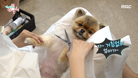 반려견 그레이튼을 위한 이다해의 셀프 미용 타임! 클립 이미지