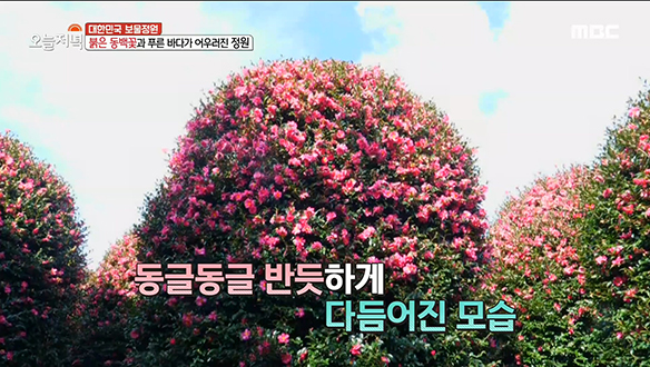 소문난 제주의 명소! 붉은 동백꽃과 푸른 바다가 어우러진 '동백정원' 클립 이미지