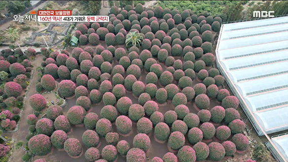 160년 역사! 4대가 정성으로 가꿔온 '위미리 동백 군락지' 클립 이미지