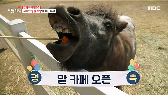 산속에서 말이 뛰어논다? 동물농장 방불케 하는 '산속 카페'