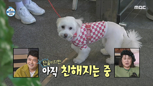 반려견 민들레와 함께하는 배우 배다빈의 동네 한 바퀴~♪