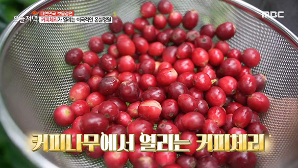 이국적인 온실정원에서 '커피나무'를 재배하게 된 사연은?