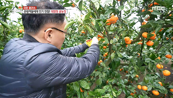 관광객들에게 인기 만점! 직접 귤도 따고 맛도 볼 수 있는 '체험형 귤농장'
