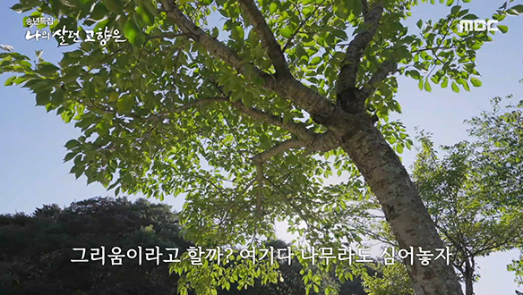 그리움을 떨쳐내기 위해 심어온 100여 그루의 나무
