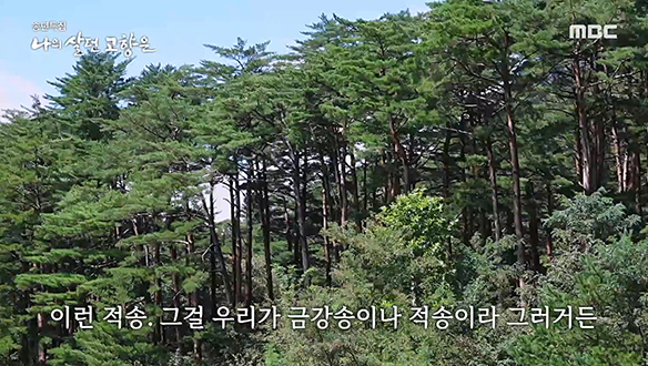 엄택규 할아버지의 소망은 신계사 적송숲을 다시 한번 마주하는 것