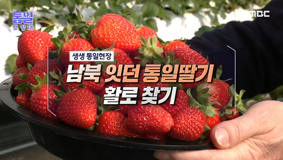 [2022-02-26 994회] 남북 잇던 통일딸기 활로 찾기