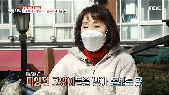 100마리의 고양이가 유유자적 노니는 카페의 비밀은? 클립 이미지