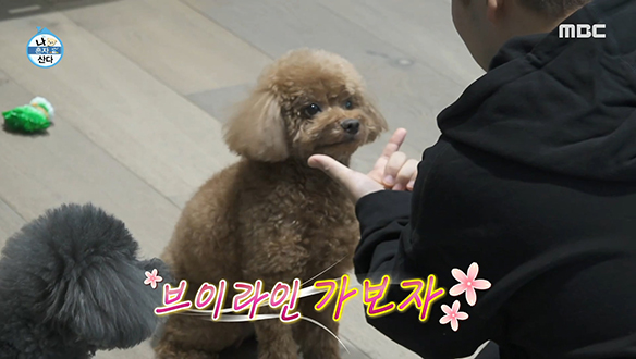 "브이라인 가보자" 간식과 맞바꾼 꼼데&가르송 개인기 훈련! 클립 이미지