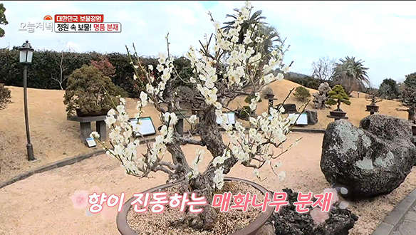 사람들의 발길을 끄는 나무와 분재 작품이 가득한 '제주 전통정원' 클립 이미지